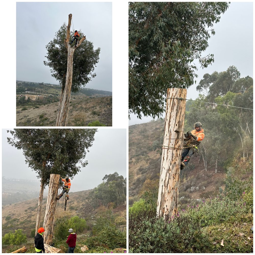 Alonzo's Tree Service Inc crew performing tree removal work