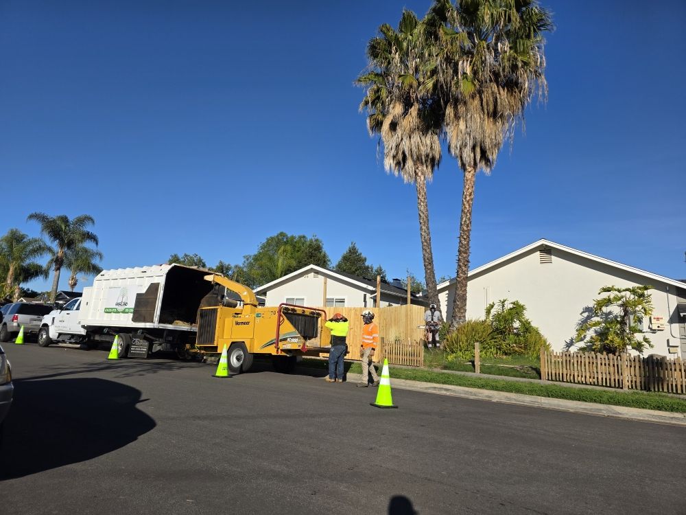 Alonzo's Tree Service Inc palm tree service with lift and chipper